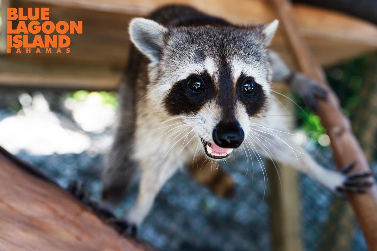 Raccoon on a wooden structure, looking at the viewer with a slightly open mouth.