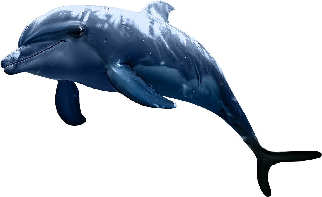 Blue Lagoon Island - Dolphin Encounter