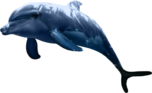 Blue Lagoon Island - Dolphin Encounter