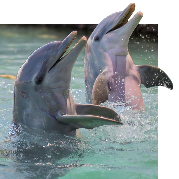 Blue Lagoon Island Dolphin Encounters