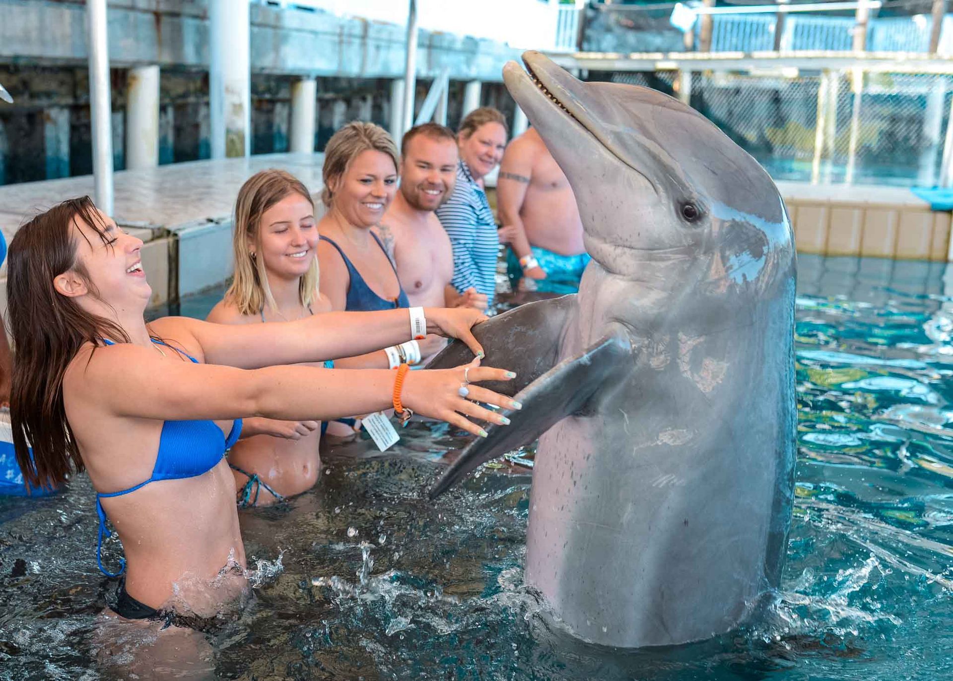 People interacting with a dolphin in a pool. A