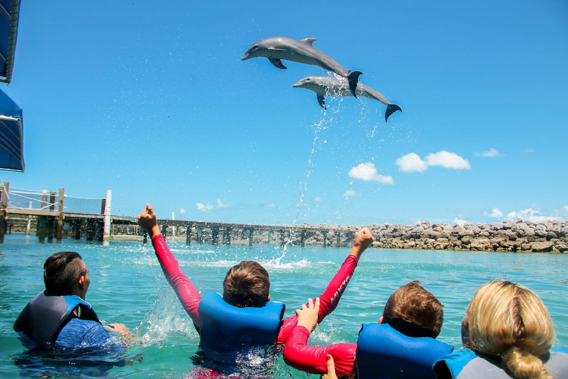 People in the water with arms raised, watching two dolphins leap out of the sea against a bright blue sky.