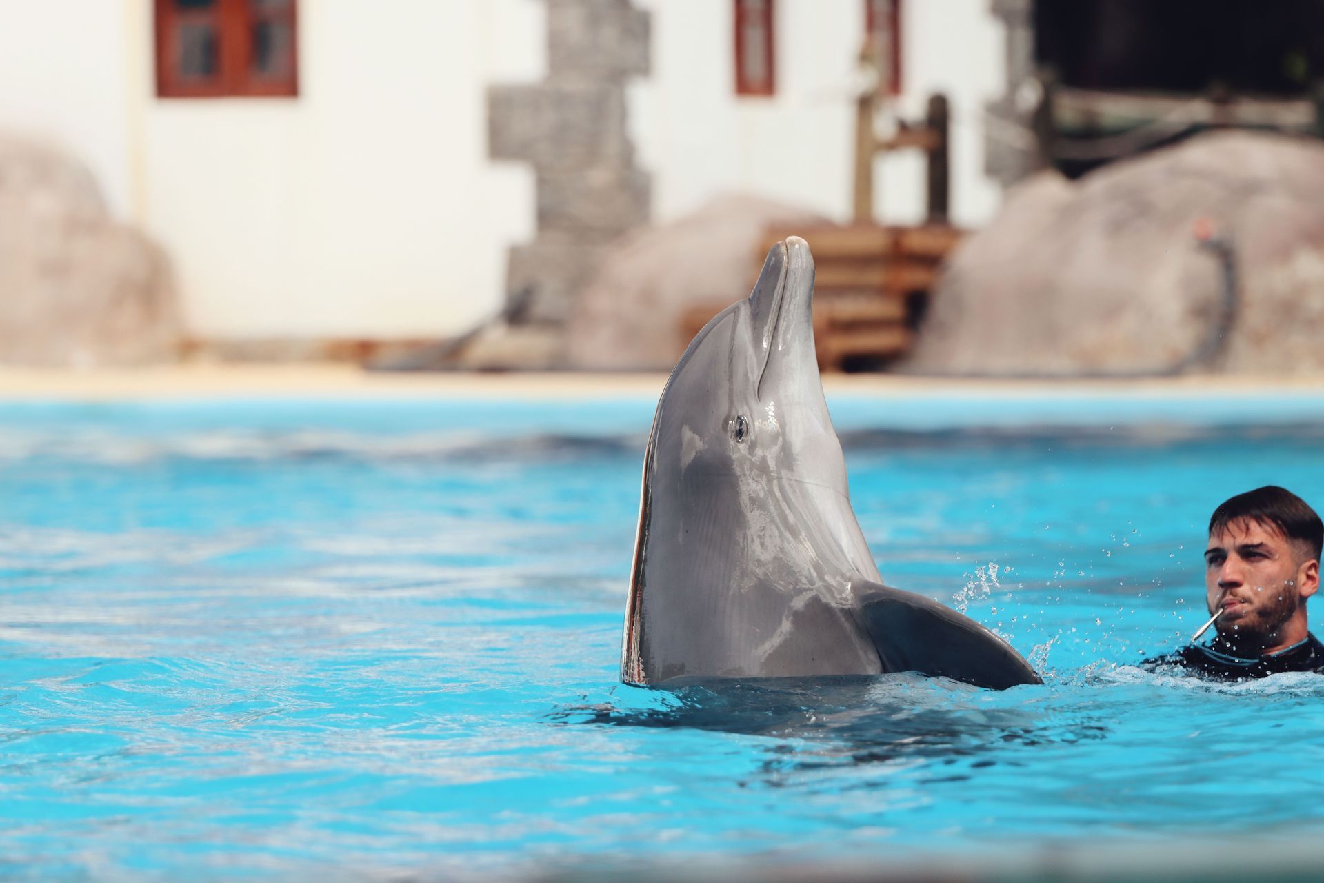 Swimming with dolphins in the Bahamas at Blue Lagoon Island near Nassau