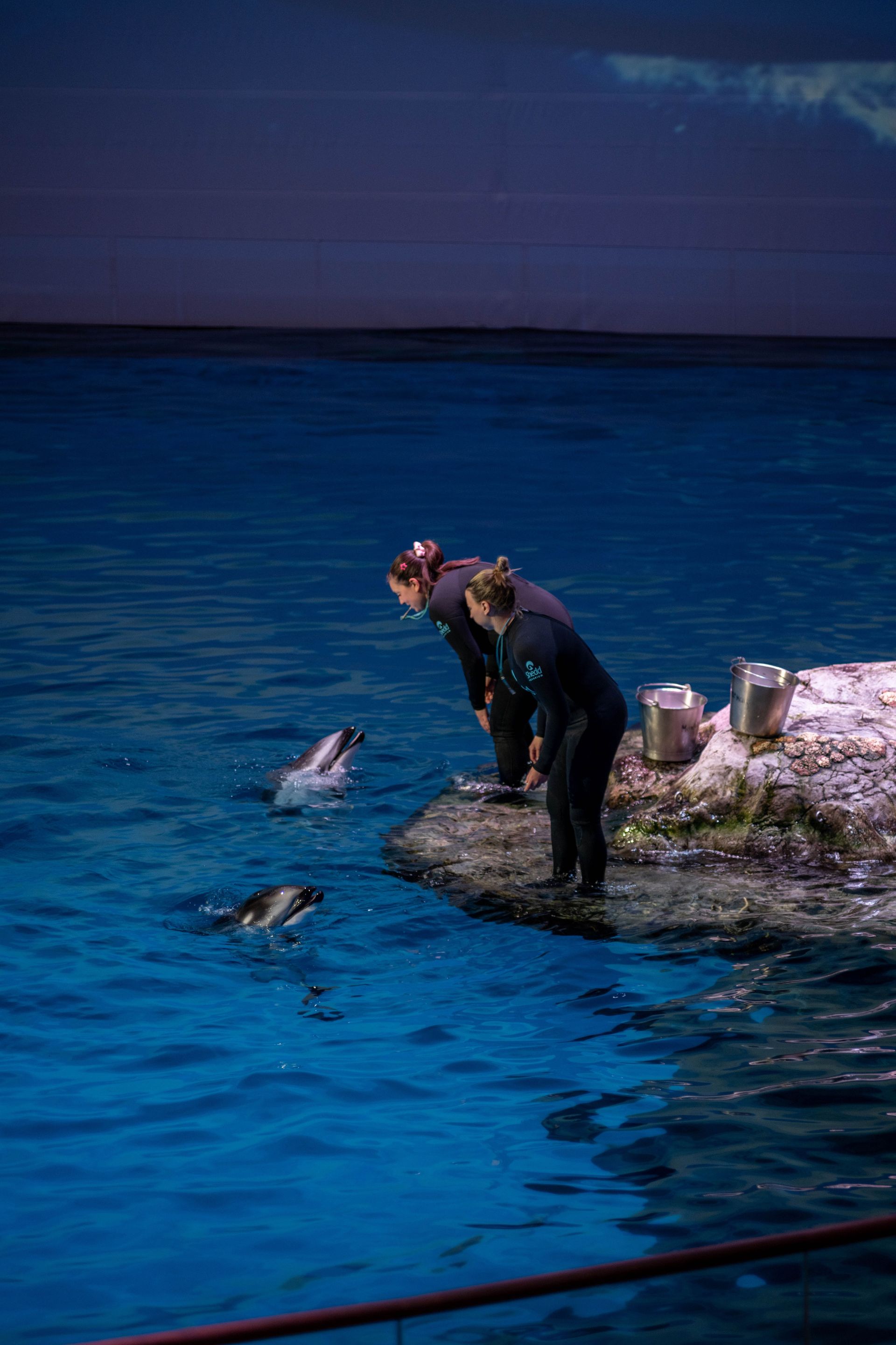 Choosing between a dolphin and sea lion encounter at Blue Lagoon Island Nassau
