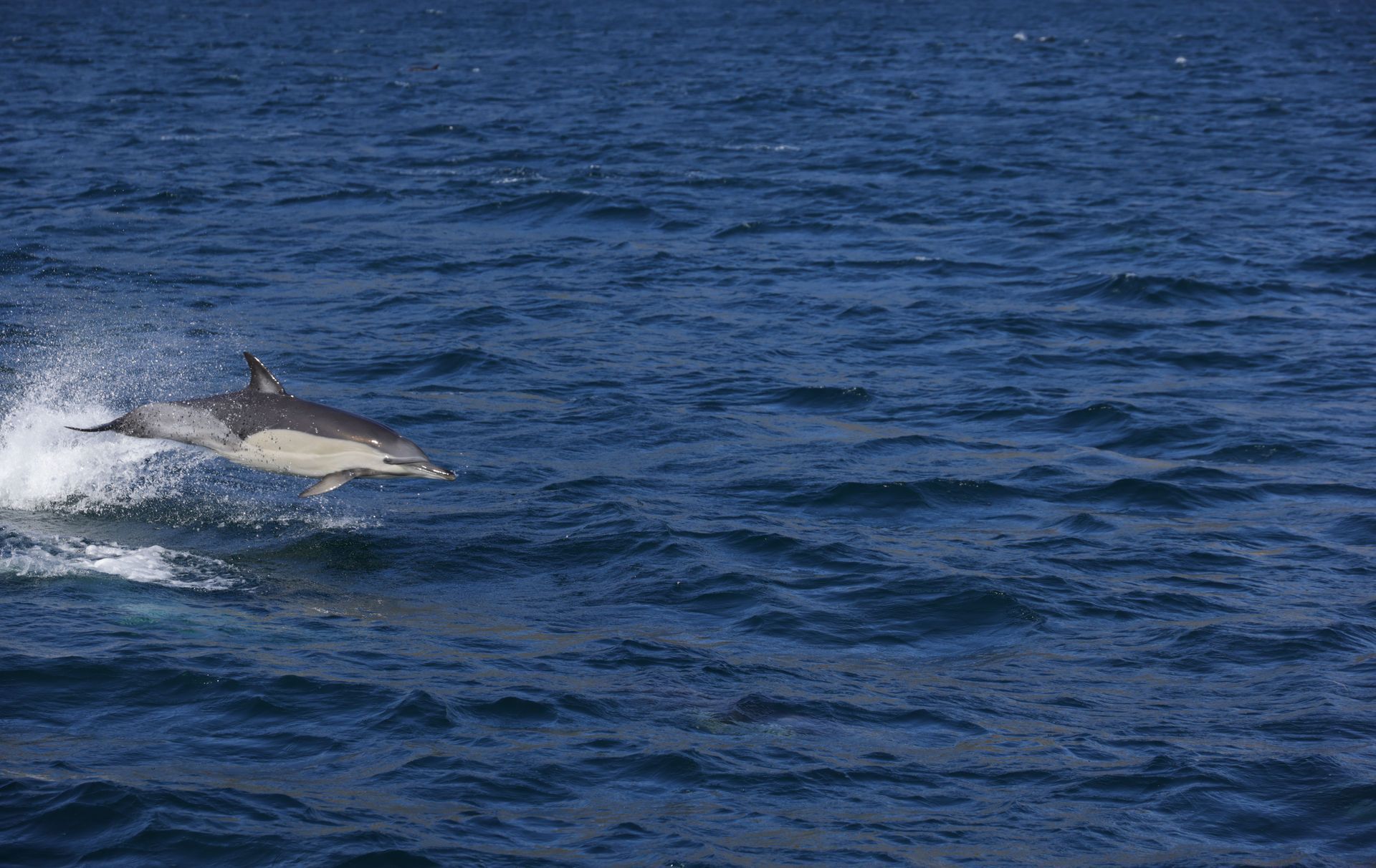 Atlantic bottlenose dolphin surfacing in turquoise water at Blue Lagoon Island Nassau