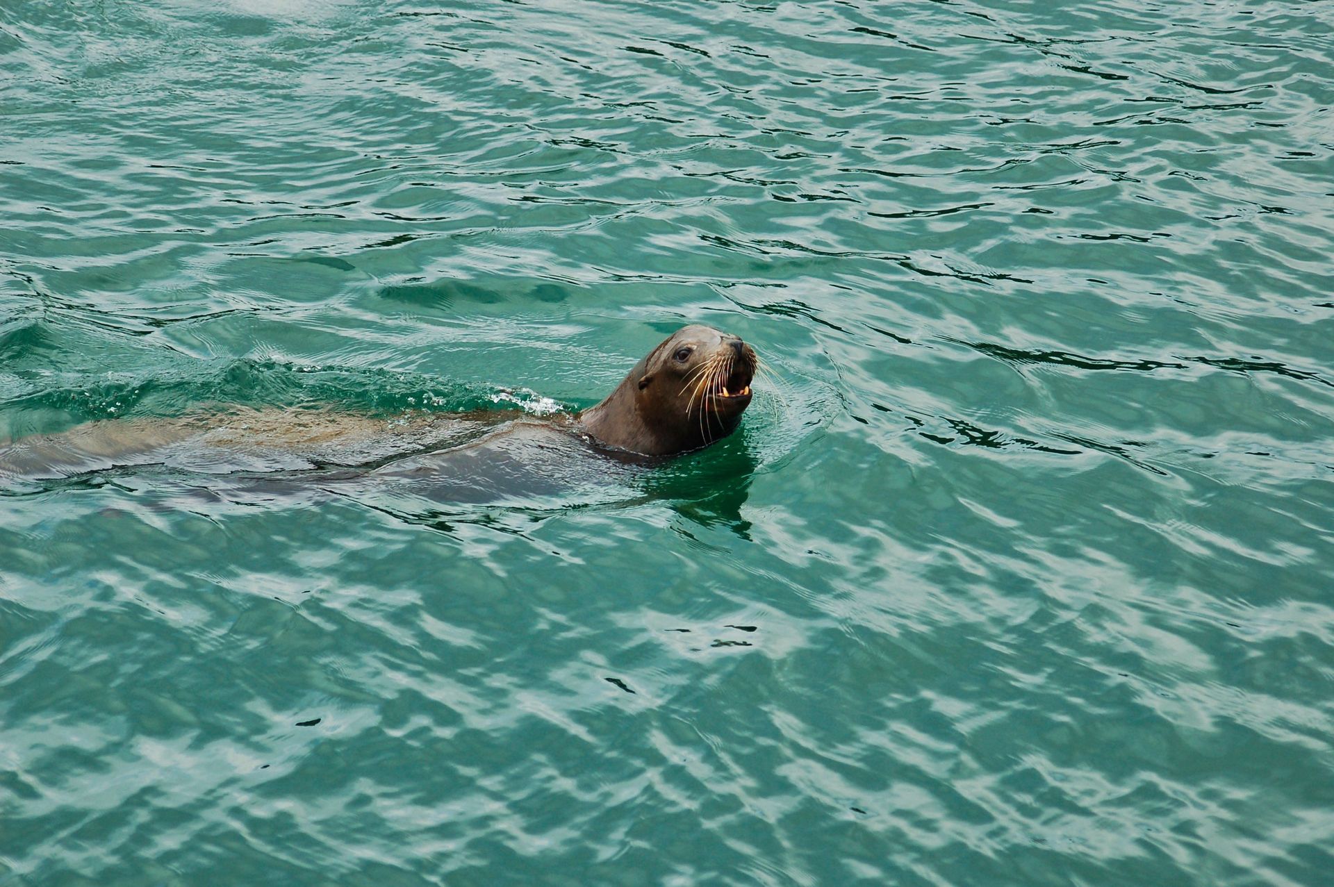California sea lion in shallow water at Blue Lagoon Island near Nassau