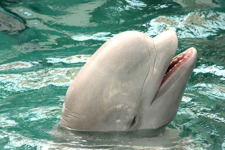 A dolphin with a slightly open mouth, poking its head out of turquoise water.