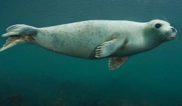 A seal swims underwater in a dark blue ocean, its light gray body spotted with darker gray.