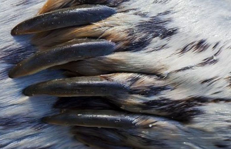 Close-up of a bird's foot with six dark, curved claws extending over white and brown mottled feathers.