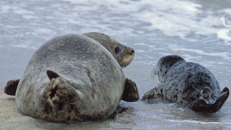 Two seals resting on a sandy beach near the water's edge. One is large and gray, the other smaller with spotted fur.
