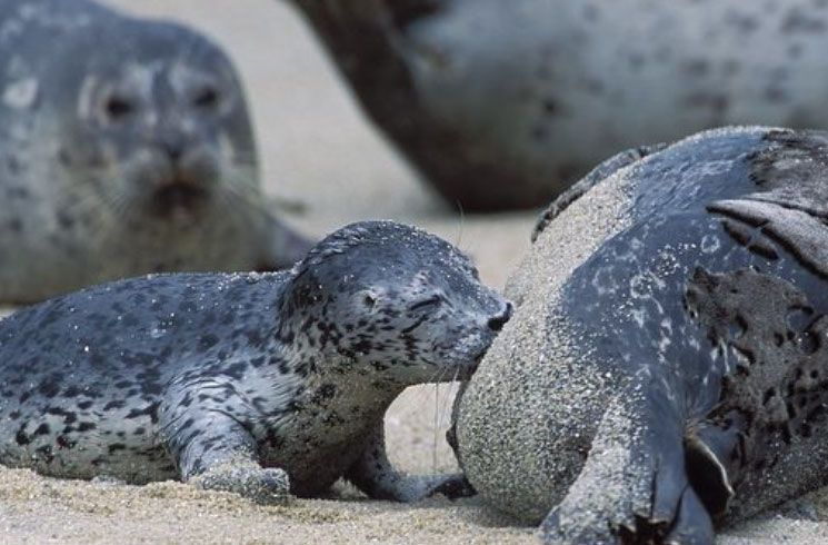 Seal pup nursing from a larger seal on a sandy beach. Other seals are visible in the background.