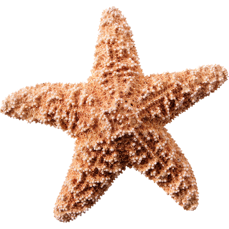 Starfish