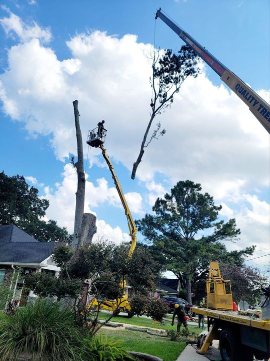 A crane lifts a large tree section as a worker in a bucket truck trims a tall tree in a residential yard.