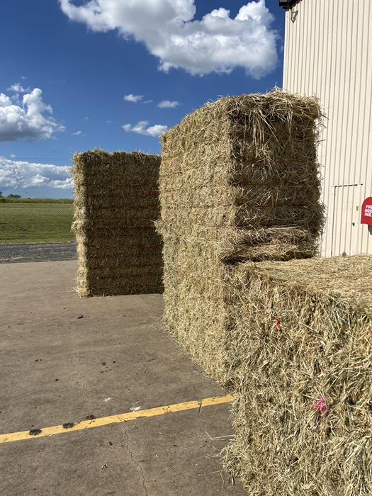 Lucerne Hay For Sale