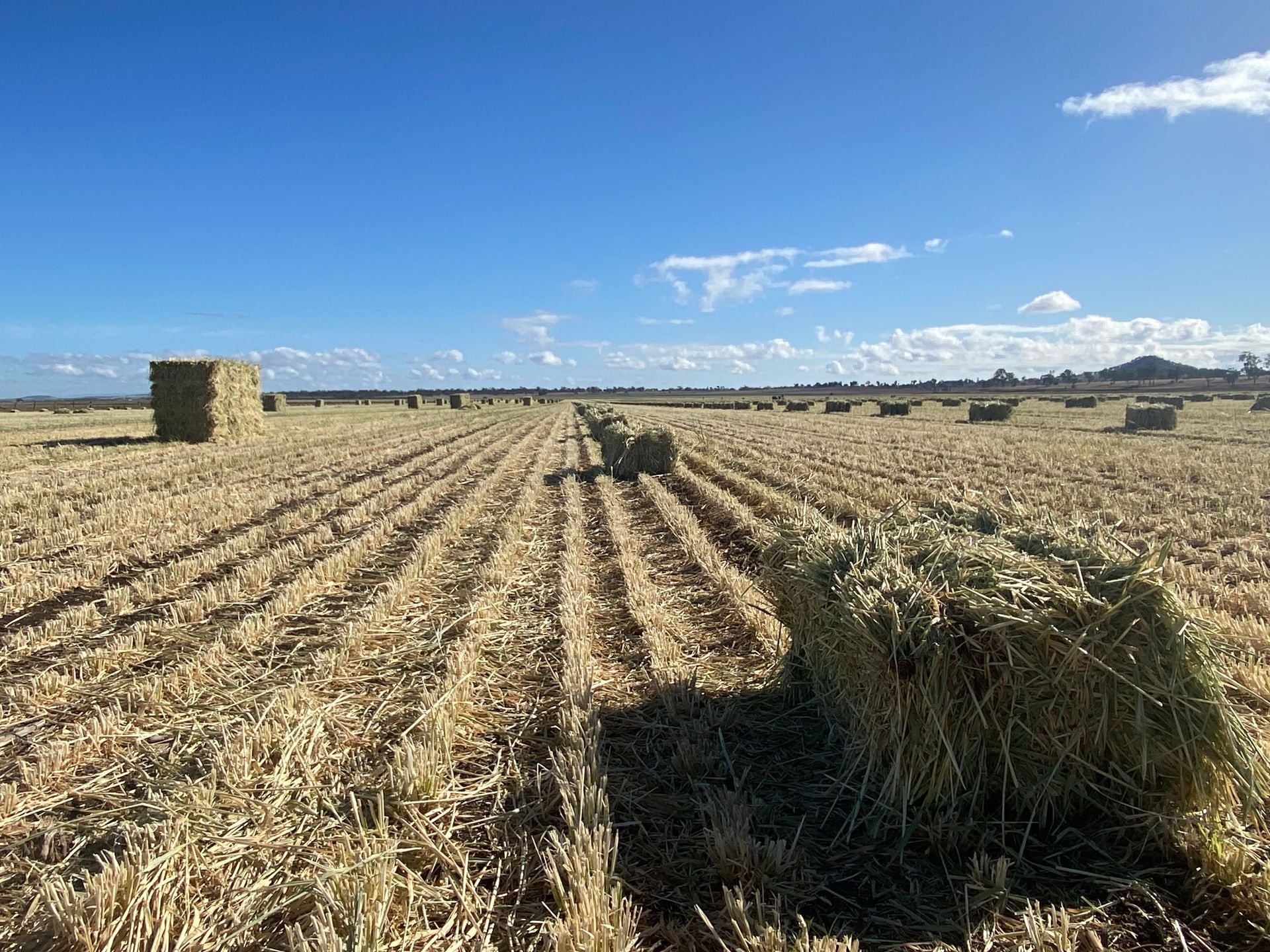 Barley Hay Baron Packs For Sale