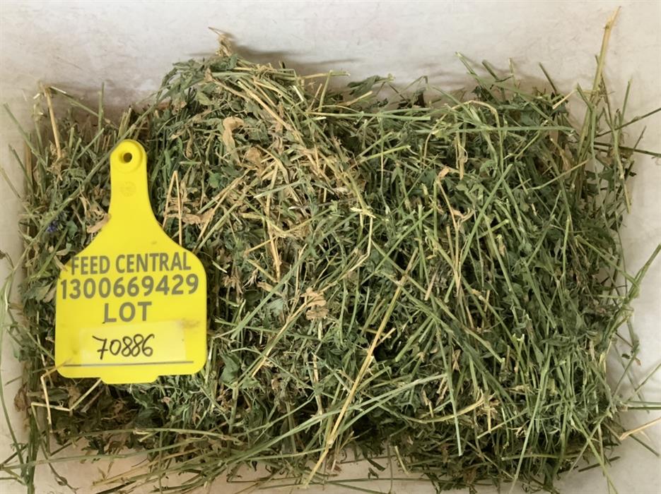 Lucerne Hay For Sale