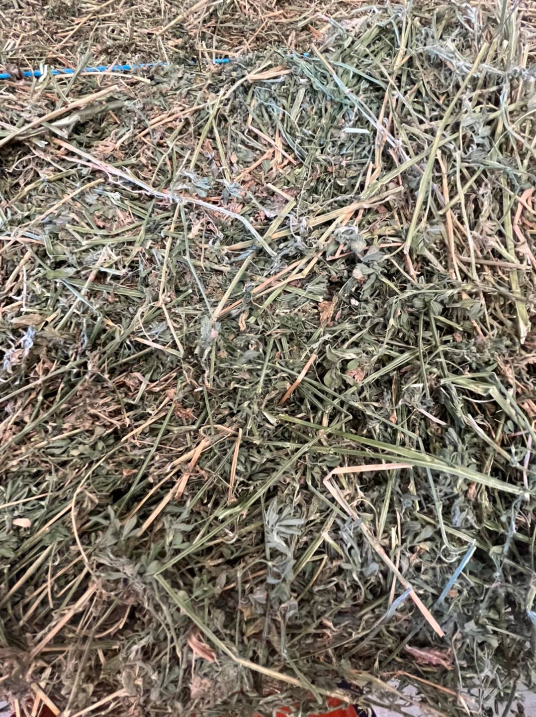 Lucerne Hay For Sale