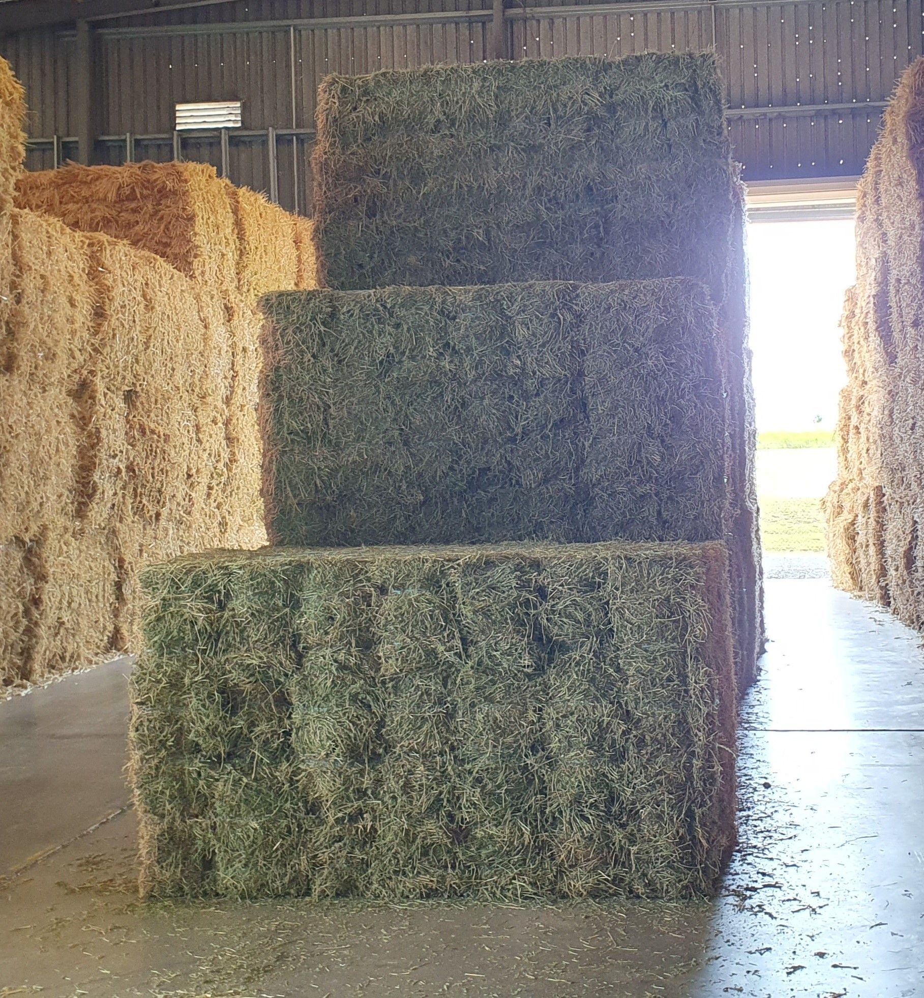 Lucerne Hay For Sale