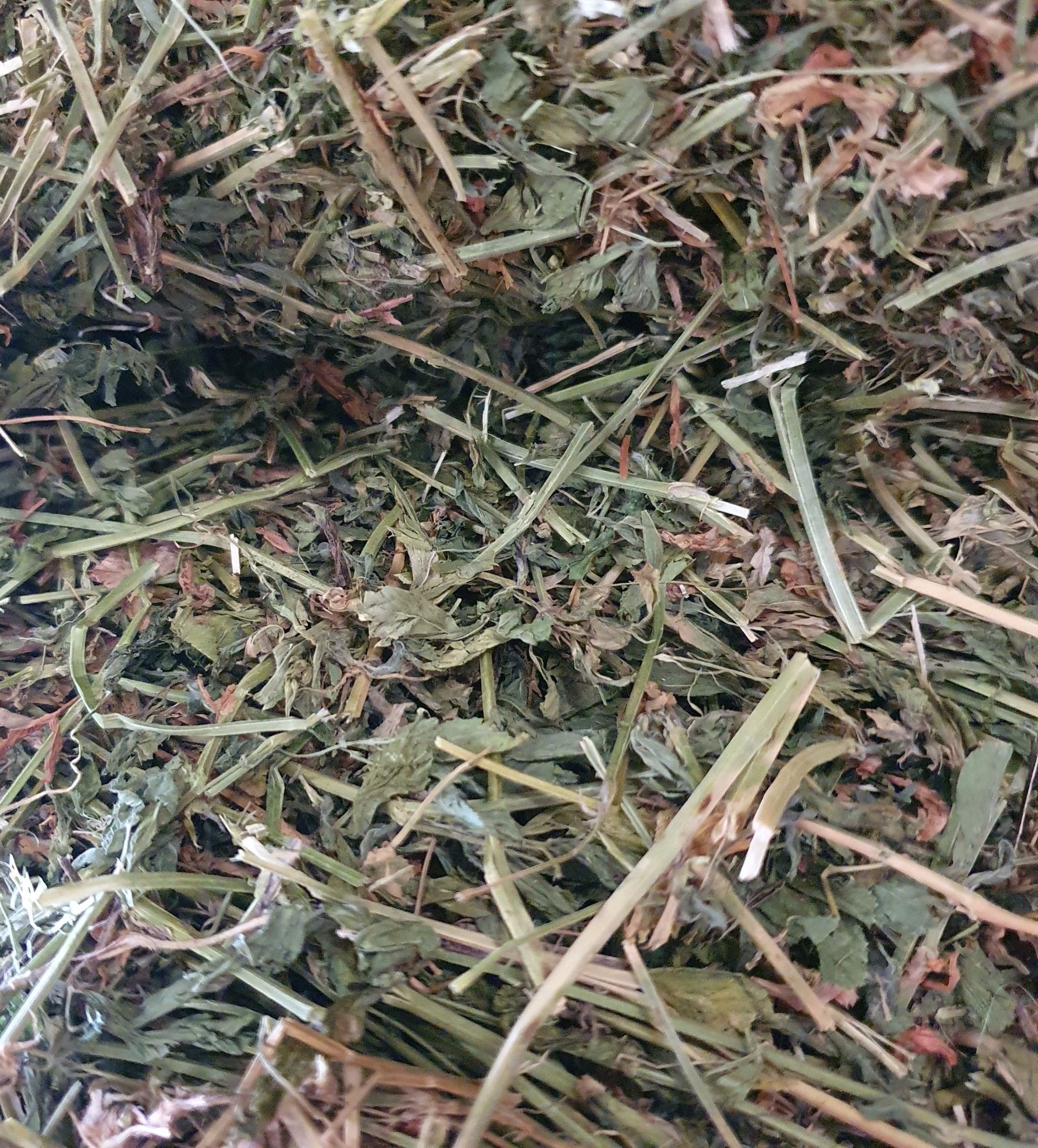 Lucerne Hay For Sale