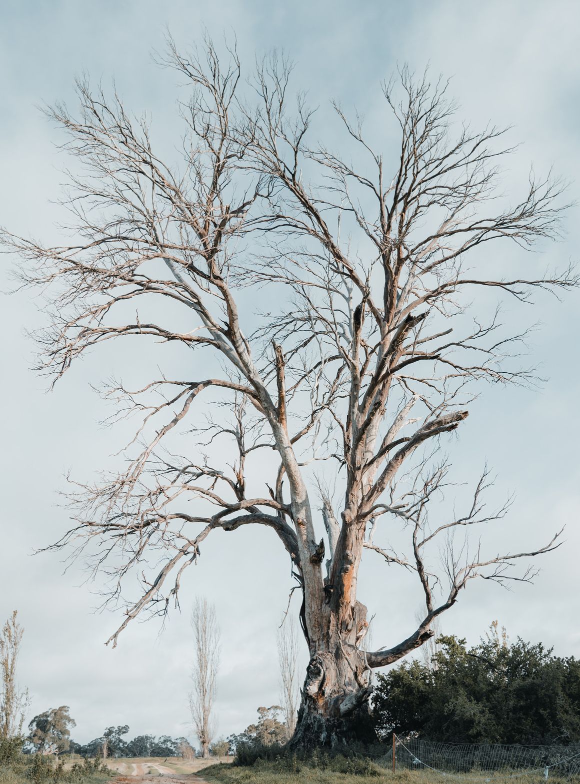 Identifying Signs of Tree Decline: A Comprehensive Guide 