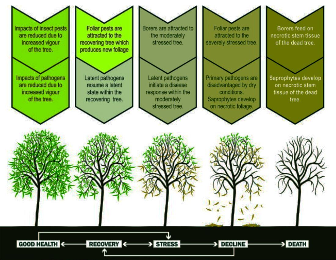 tree decline