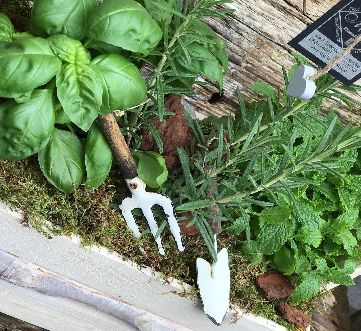 Basilico e rosmarino