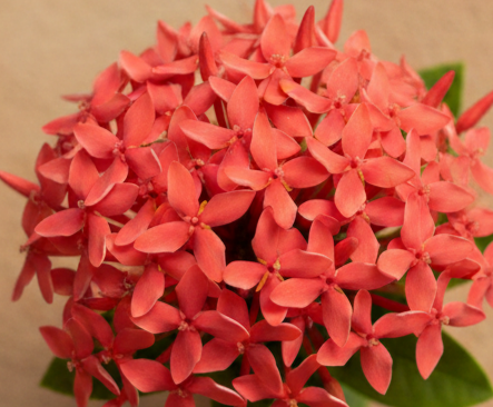 Ixora flower