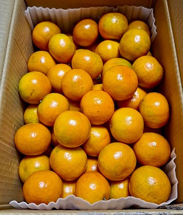 蜜柑9斤 禮盒組
