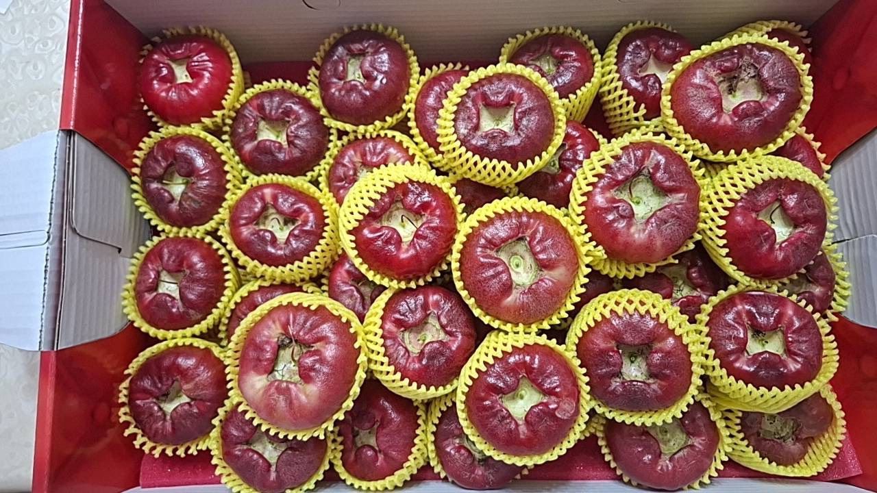 屏東黑珍珠蓮霧/6斤/禮盒組