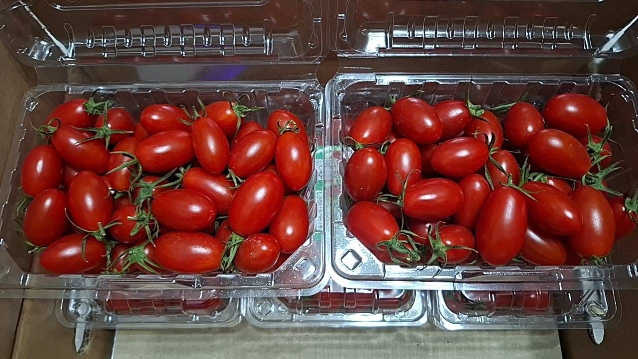 玉女小番茄10盒原封箱