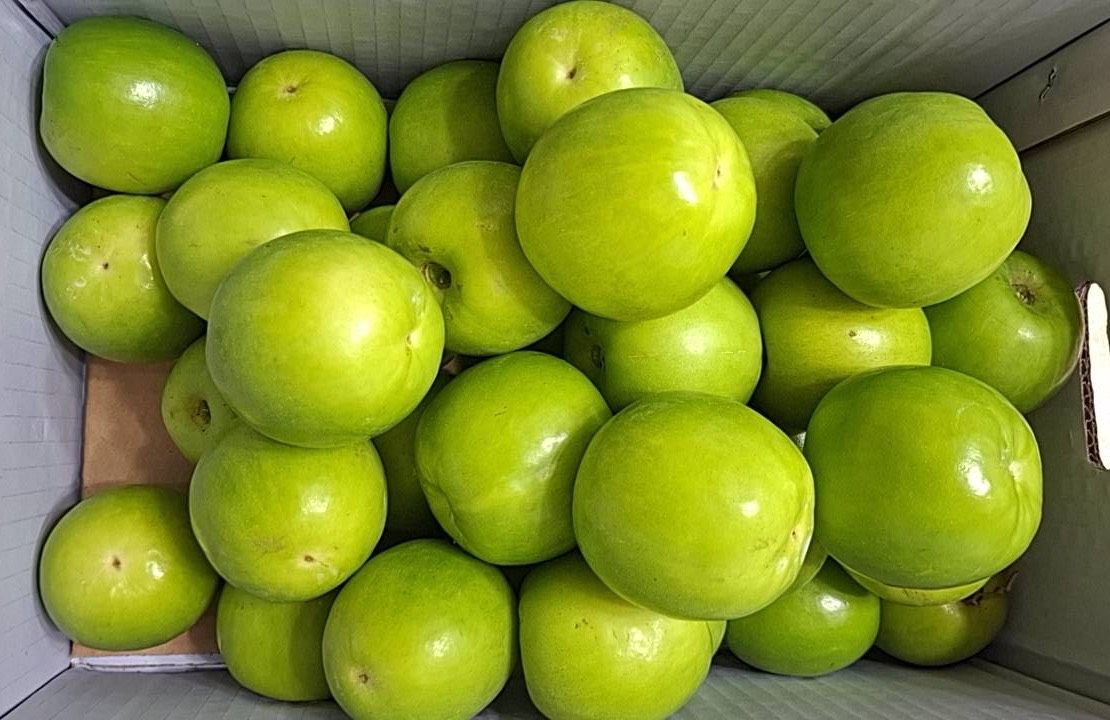 珍愛蜜棗一顆約4兩/約5斤裝