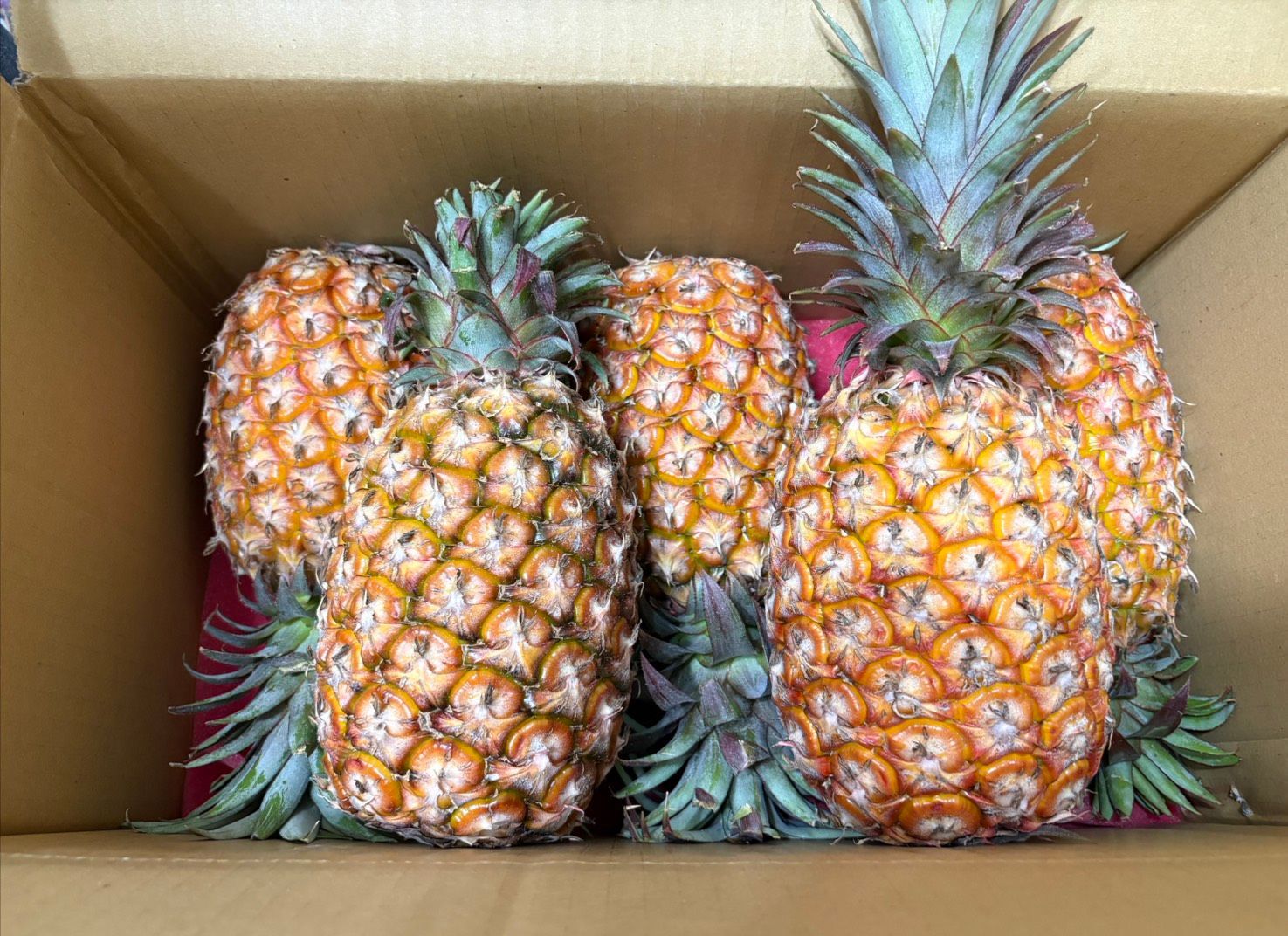 頂級金鑽鳳梨/高雄大樹/5顆裝