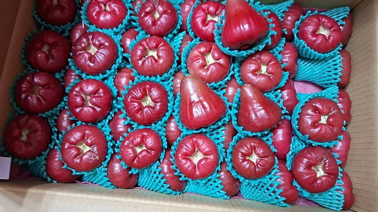 屏東黑糖巴比蓮霧6斤裝/禮盒裝/2盒組