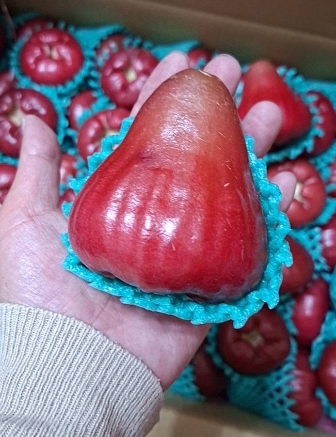 屏東黑糖巴比蓮霧6斤裝/禮盒裝/2盒組