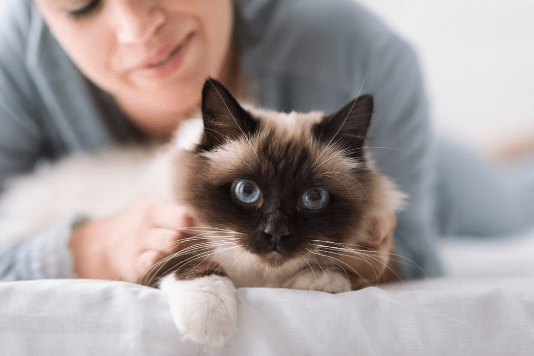 Coronavirus changes to our routine: 3 Vet expert Tips to help your cat adapt