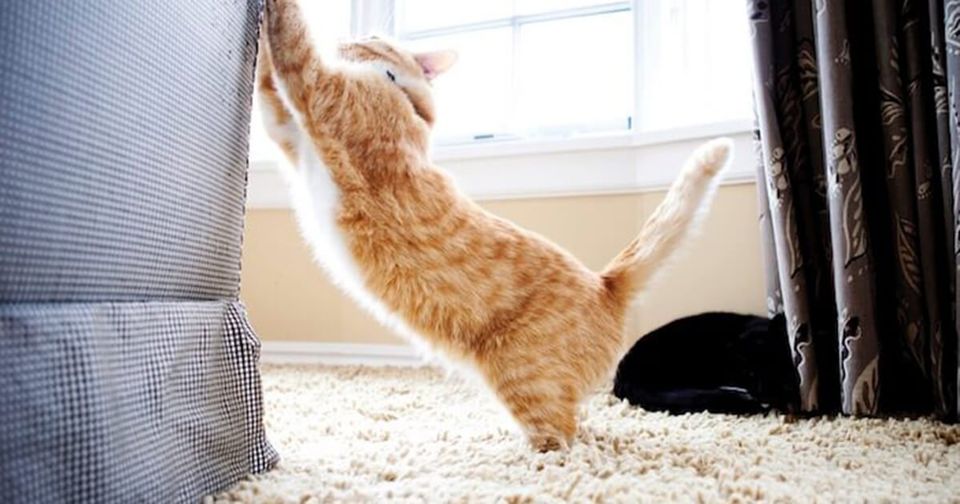 Cat Scratching Cat Scratching
