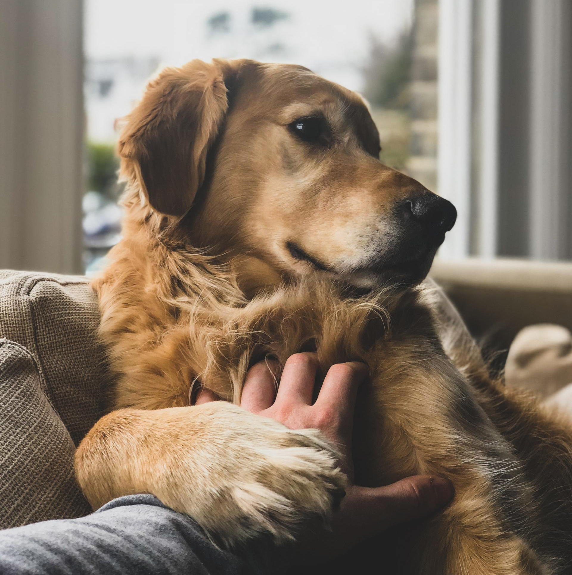 How To Help Your Dog Feel Secure When Home Alone