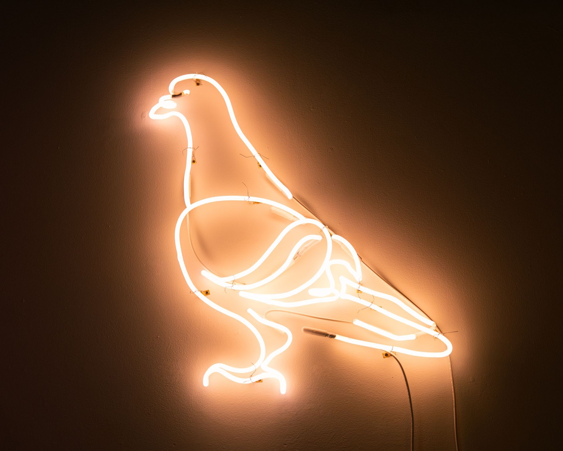 Neon light outline of a pigeon, glowing orange, mounted on a dark wall; art by Yale Wolf.