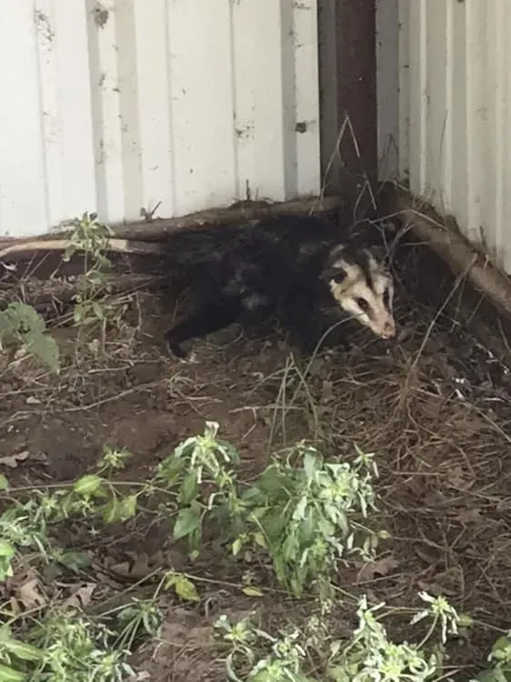 An opossum is laying in the dirt in a corner of a building.
