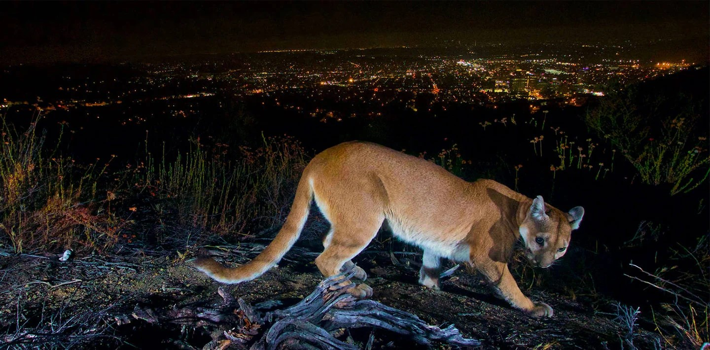 Mountain lion standing on a rocky hill with city lights sprawling in the background under a dark sky.
