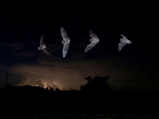 Silhouette of bats flying against a night sky, with faint light glowing on the horizon.