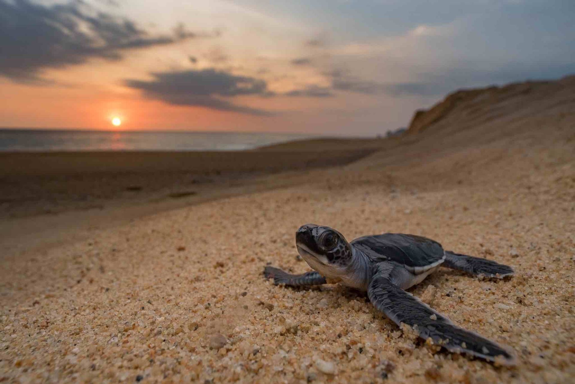 Sea turtle hatchling crawling on a sandy beach toward the ocean, with the sun rising in the background.