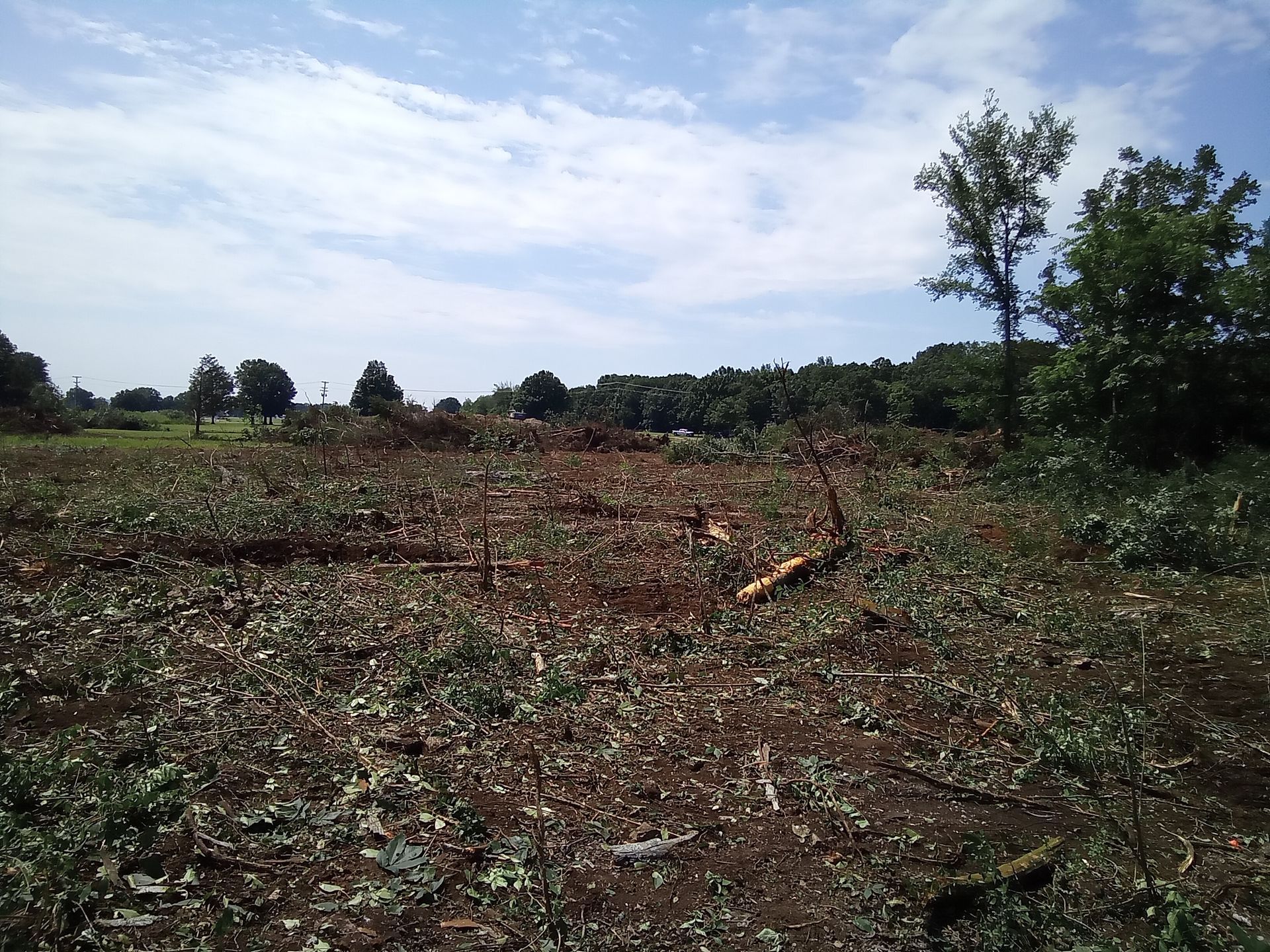 A field of brown earth and green plants with a few cut tree branches and a tree line in the background.