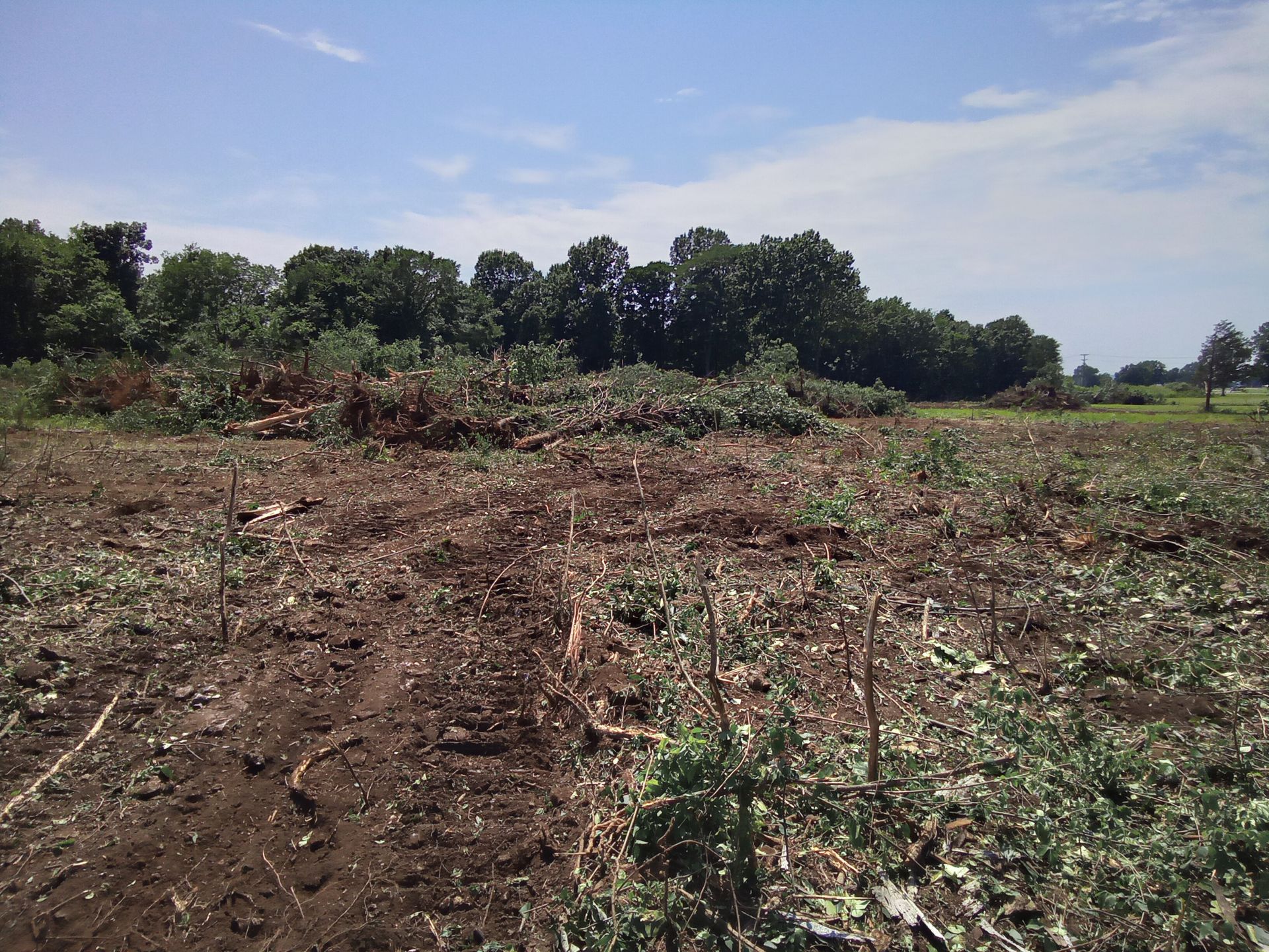 Field of dark soil and chopped vegetation, trees in the background, blue sky.