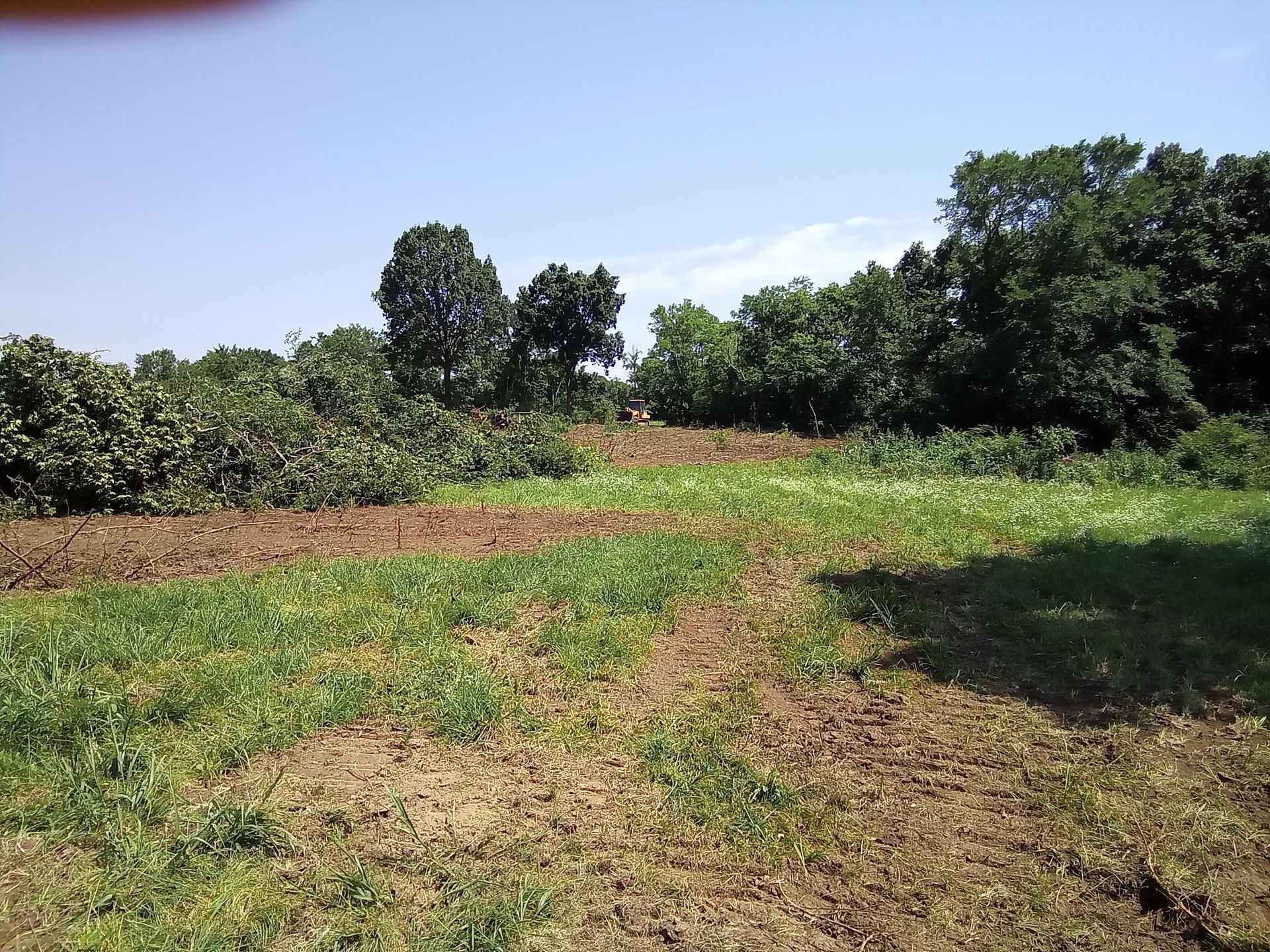 A field with rows of vegetation, some bare soil, and trees under a blue sky.