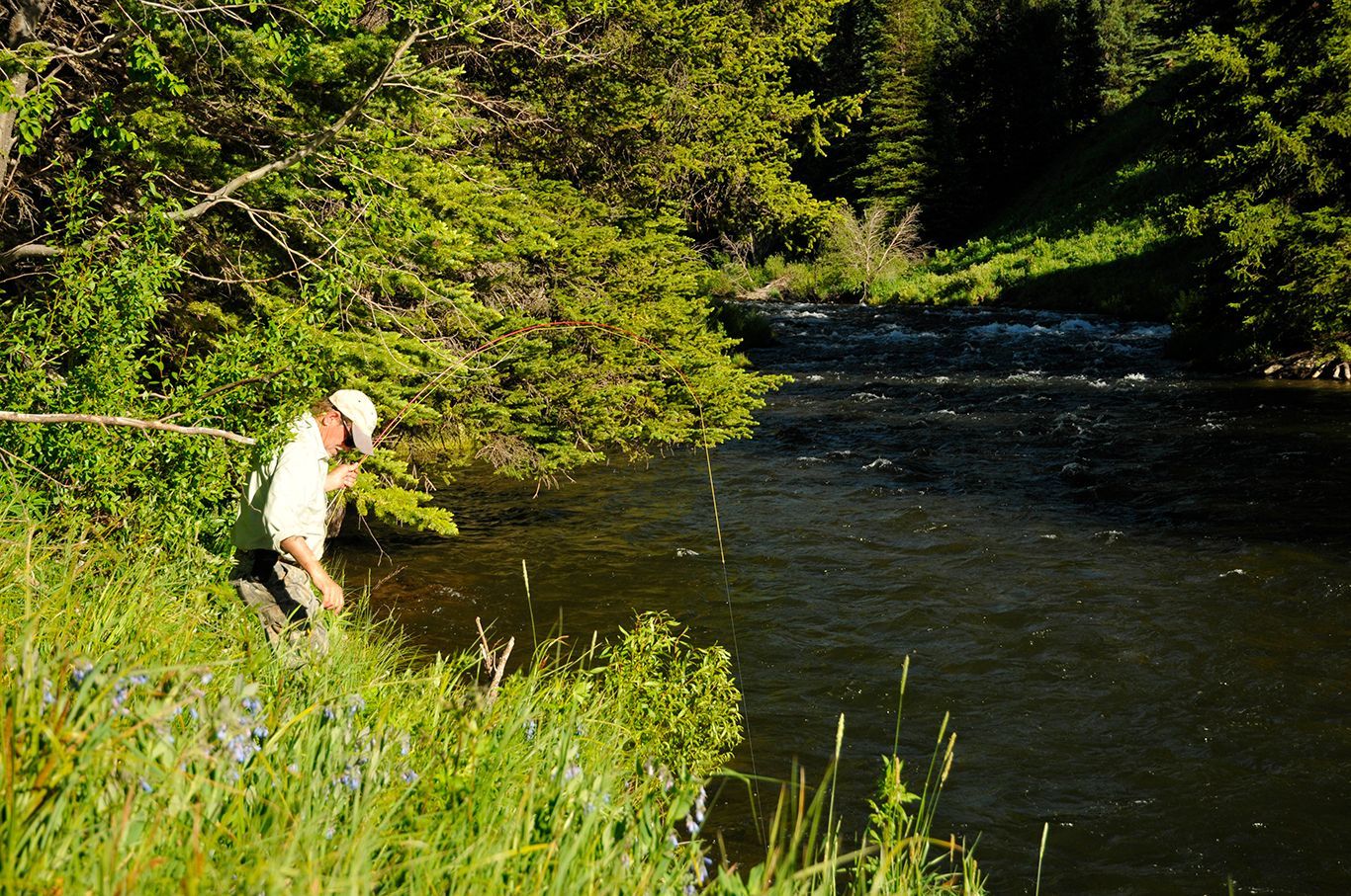 Sterling fly fishes on the bank of a river.