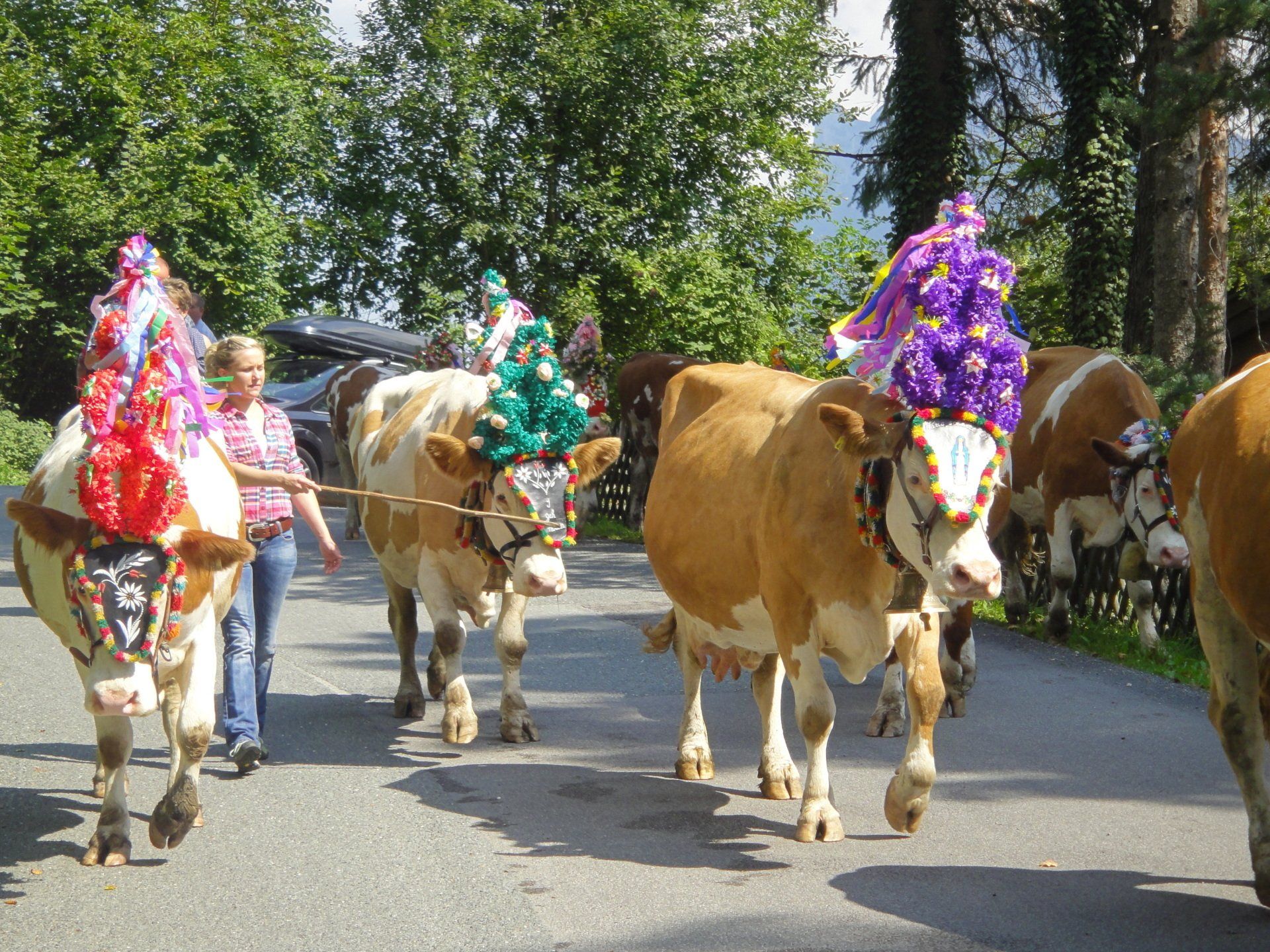Kühe mit farbenfrohen Blumenkränzen werden von einer Person eine Straße entlanggeführt; im Hintergrund sind Bäume zu sehen.