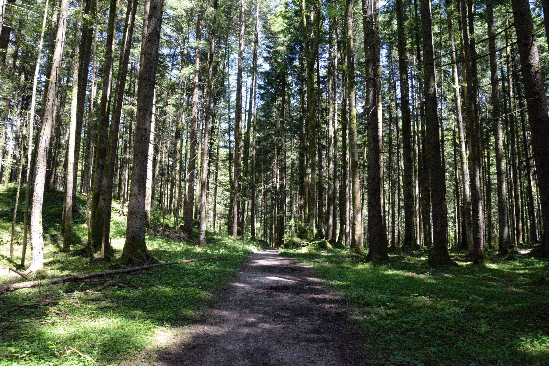Ein Pfad durch einen dichten Wald aus hohen Bäumen, durch dessen Blätterdach das Sonnenlicht filtert.