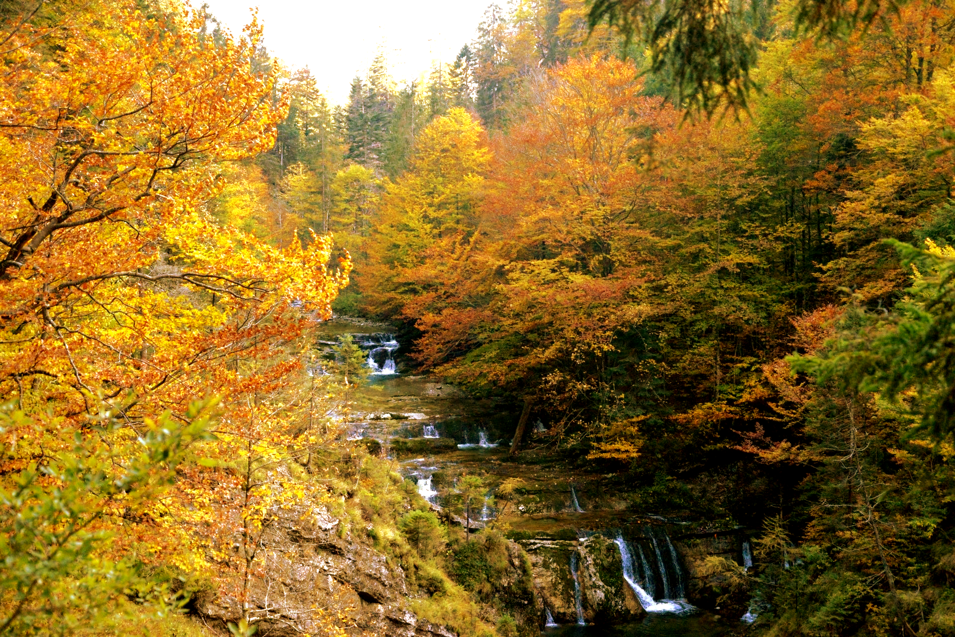 Herbstliches Laub umgibt einen plätschernden Bach; Gelb-, Orange- und Grüntöne dominieren das Bild.