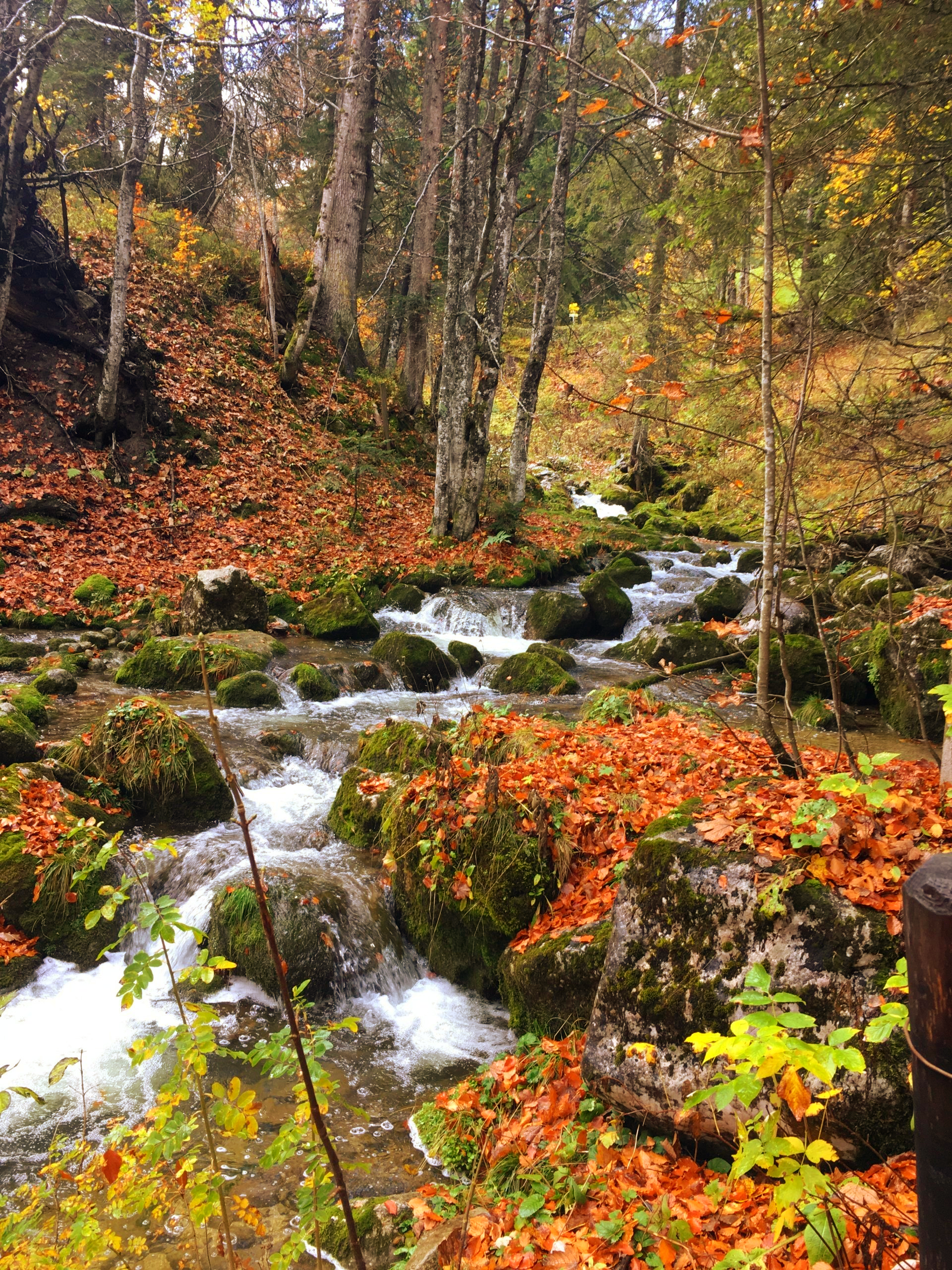 Ein Bach, der durch moosbewachsene Felsen fließt, umgeben von Bäumen und herabgefallenem Herbstlaub.